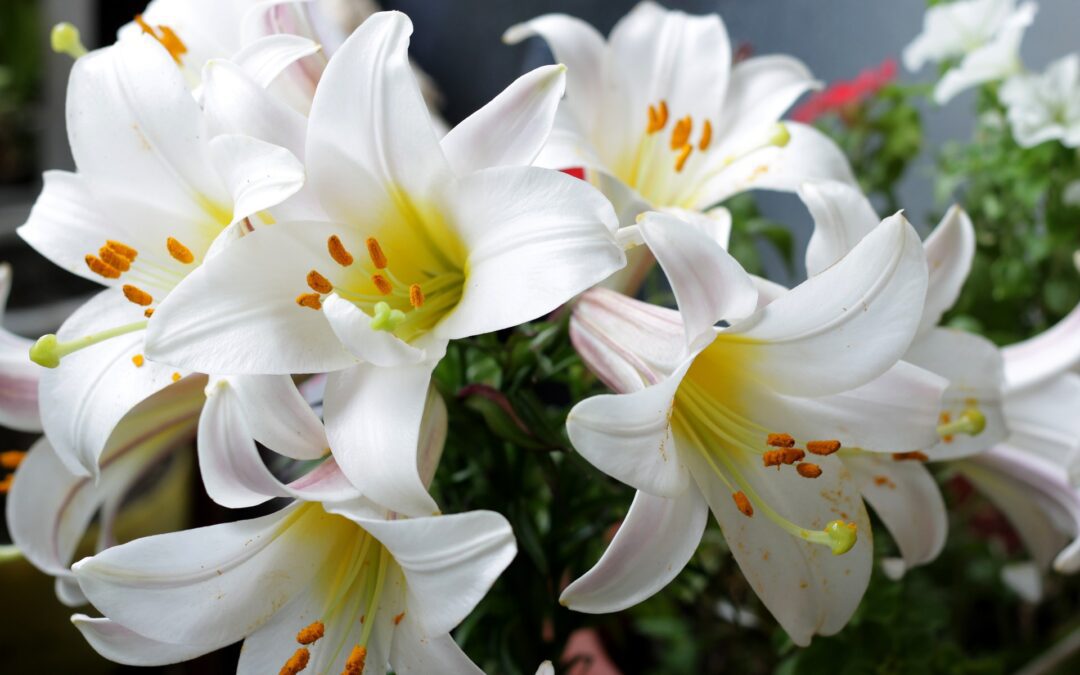 Pourquoi les fleurs blanches sont associées aux Guides spirituels&nbsp;?